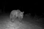 Karabük’te boz ayılar fotokapanla görüntülendi