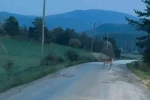 Karaca sürüsü köy yolunda görüntülendi