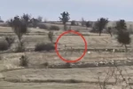 Karacaların hızını gören vatandaşlar hayrete düştü 