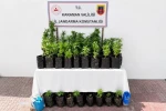 Karaman’da 2 bin 802 kök kenevir ele geçirildi
