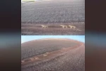 Karaman’da aç kalan kurtlar ovaya indi