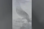 Karapınar'da sığırcık kuşları görsel şölen oluşturdu
