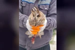 Karapınar’da yaralı baykuş tedaviye alındı