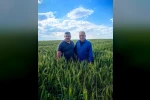 Karapınar’da arpa ve buğday tarlalarında yatma problemi