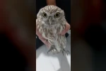 Karapınar’da bulunan yaralı baykuş koruma altına alındı