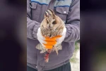 Karapınar’da yaralı baykuş tedaviye alındı
