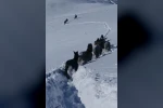 Karda mahsur kalan at ve katırlar güvenlik korucuları tarafından kurtarıldı