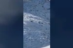 Kars’ta aç kalan yaban domuzları yerleşim yerlerine indi