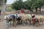 Kars’ta asırlık "koç katım" geleneği renkli görüntülere sahne oldu