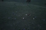 Kars’ta boz ayı ile köpeklerin kovalamacası dron kamerasına yansıdı