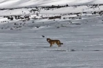 Kars’ta hareket halindeki aracı takip eden kurt kameraya yansıdı