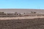 Kars’ta mısır tarlaları domuz sürüsünün istilasına uğradı