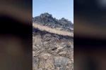 Kars’ta ormanların hayaleti vaşak kameraya yansıdı