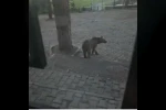 Kars’ta oteller bölgesine inen boz ayıyla vatandaşın diyaloğu gülümsetti