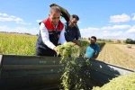 Kars’ta silajlık mısır hasadı