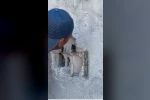 Kars’ta sıva altından gelen ses hayat kurtardı: Usta duvarı kırıp kuş yavrularını kurtardı