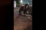 Kars’ta vatandaş ayılara türkü söyledi, o anlar sosyal medyayı salladı