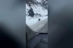 Kars’ta yol kenarında ilerleyen domuz cep telefonuyla kaydedildi
