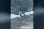 Kastamonu’da karacalar su içerken görüntülendi