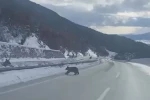 Kastamonu’da ormanlık alanda karda ilerleyemeyen bozayı güldürdü