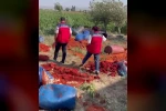 Katkı maddesi kullanılarak üretilen tonlarca domates posasına ve biber salçasına el konuldu