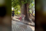 Kavurucu sıcağa karşı çözümü ağaçtan sarkıttığı hortumdan akan suda buldu