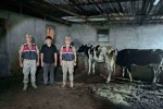 Kayıp büyükbaş hayvanlar jandarma ekiplerince bulundu