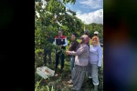 Kayısı bahçelerinde hasat başladı