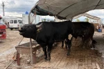 Kayseri’de 53 bin 284 adet kurban kesildi