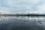 Kayseri’nin ilk flamingo kafilesi geldi
