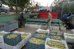 Kazdağları’nda tescilli yeşil çizik zeytin için elek mesaisi başladı