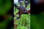 Keçinin bardaktan çay içtiği görüntüler herkesi tebessüm ettirdi