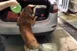 Kedi taşıma çantasında 2 kilo uyuşturucu ele geçirildi