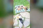 Kedi ve kirpilerin "süt kardeşliği"