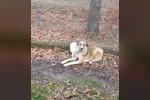 Kedi ve köpeğin dostluğu yüzleri güldürdü