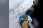 Kedinin başına sıkışan konserveyi sağlık ekipleri çıkardı