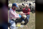 Kemah’ta küçükbaş hayvanlar aşılanarak küpeleniyor