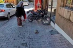 Kemaliye sokaklarında dolaşan kaplumbağa ilgi odağı oldu 