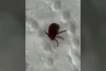 Kenenin ısırdığı vatandaş kontrol amacıyla hastaneye başvurdu
