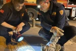 Kilis’te 3 gündür ağaçta mahsur kalan kedi kurtarıldı