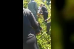 Kiraz toplamak için çıktığı ağaçtan düştü