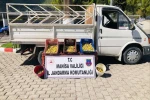 Kırkağaç’ta meyve bahçesinden incir çalan 5 kişi suçüstü yakalandı 
