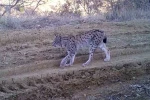 Kırmızı listedeki ormanın hayaleti vaşak fotokapana takıldı 
