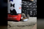 Kirpi ailesi kedilere bırakılan mamaya ortak oldu