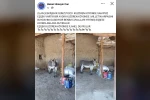 Kırsal mahalledeki başıboş eşek merak konusu 