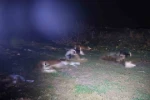 Kırşehir’de bulunan 13 cansız hayvan jandarmayı harekete geçirdi