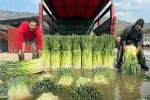 Kış sebzesi pırasada hasat heyecanı