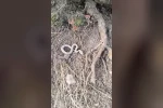 Kış uykusuna yatmayan yılan kameralara yansıdı