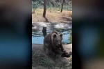 Kış uykusundan önce son banyo
