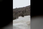Kış uykusundan uyanan ayı yerleşim yerine indi
